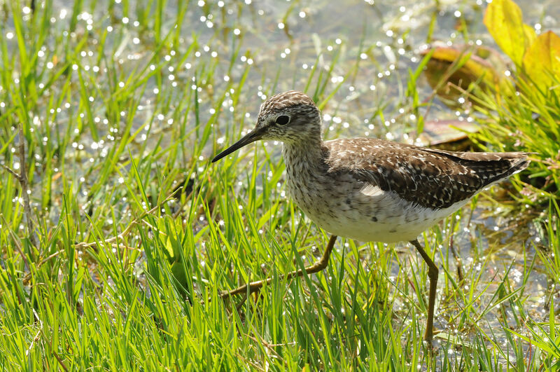 Wood Sandpiper