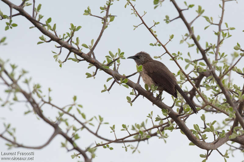 Black-faced Babbleradult, identification