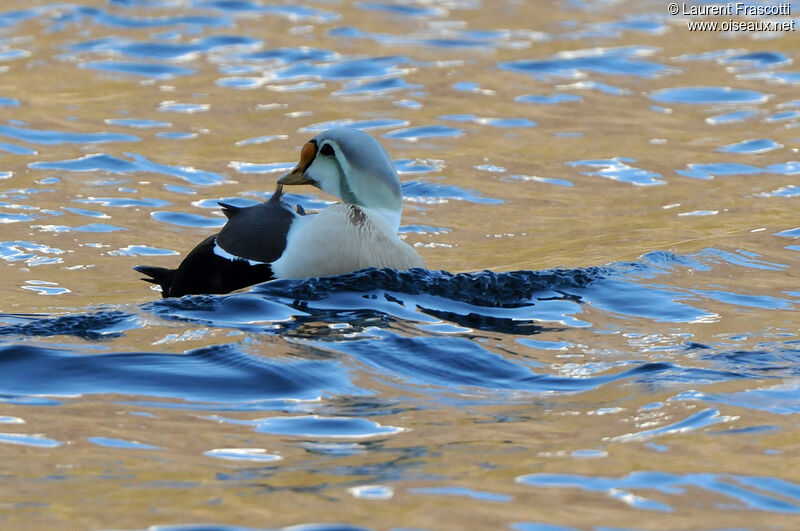 King Eider