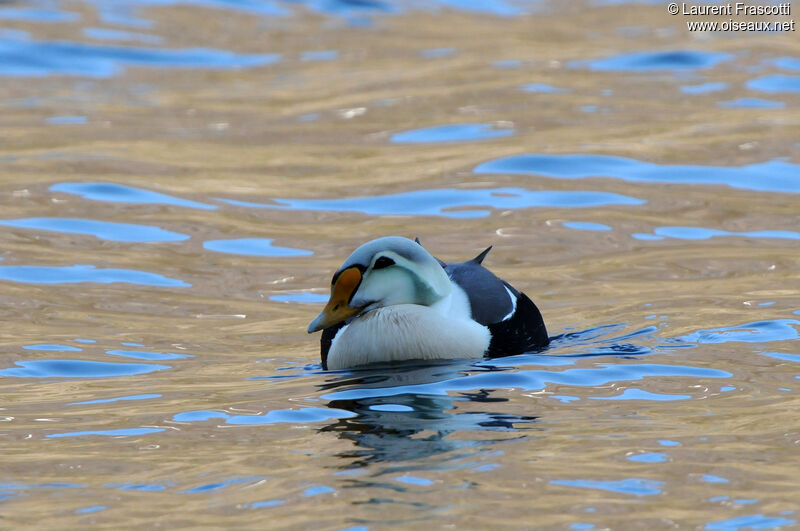 Eider à tête grise