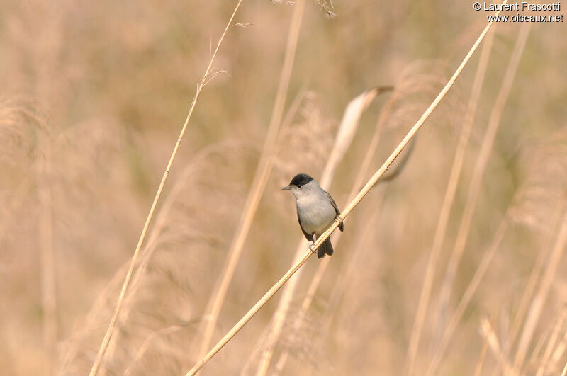 Eurasian Blackcap