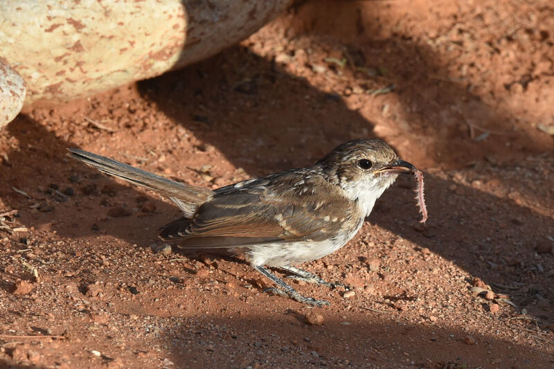 Marico Flycatcher