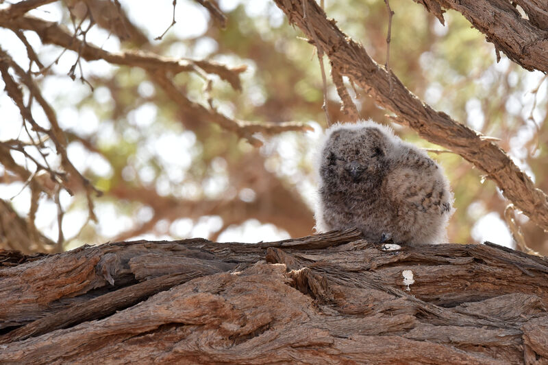 Spotted Eagle-OwlPoussin