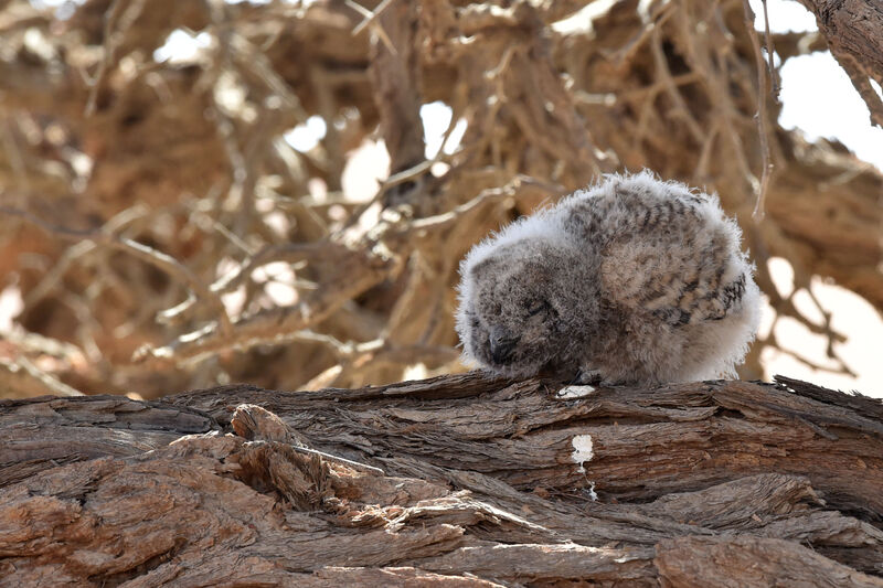 Spotted Eagle-Owl