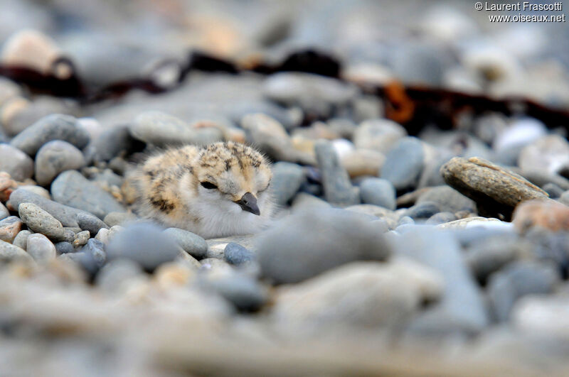 Kentish Plover