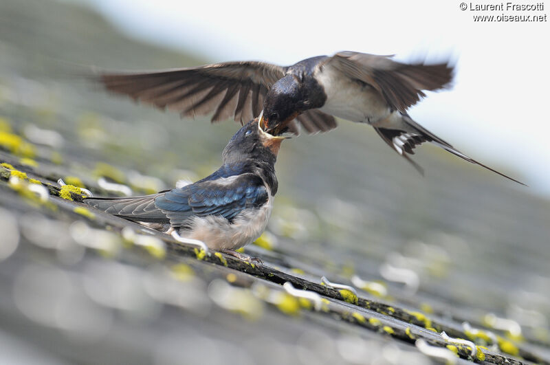 Barn Swallow