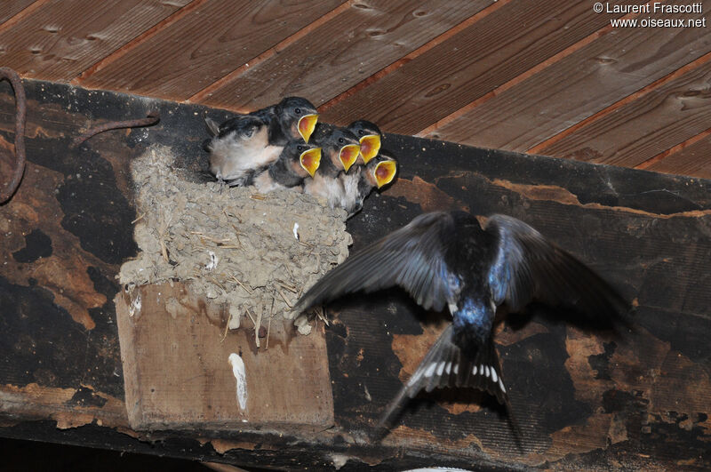 Barn Swallow