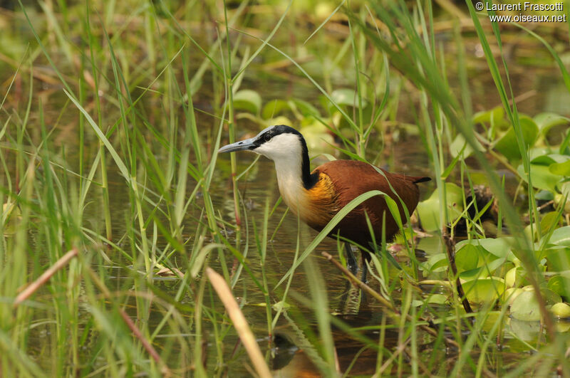 Jacana à poitrine dorée