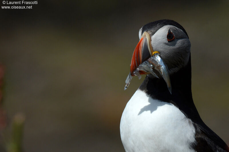 Atlantic Puffin