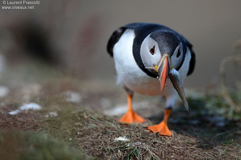 Atlantic Puffin