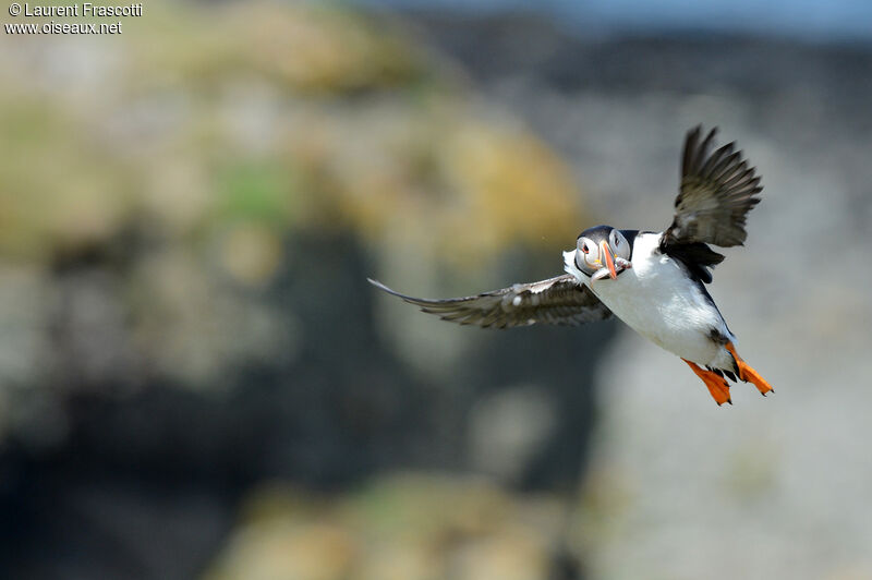 Atlantic Puffin