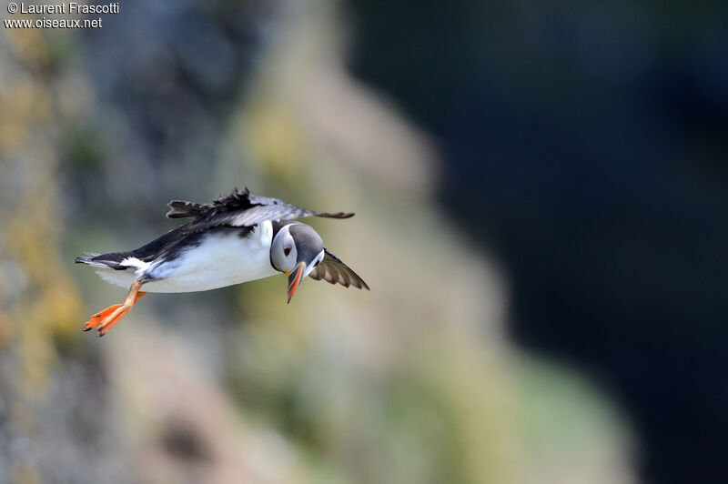 Atlantic Puffin