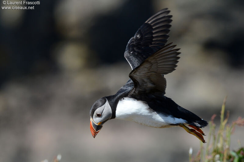 Atlantic Puffin