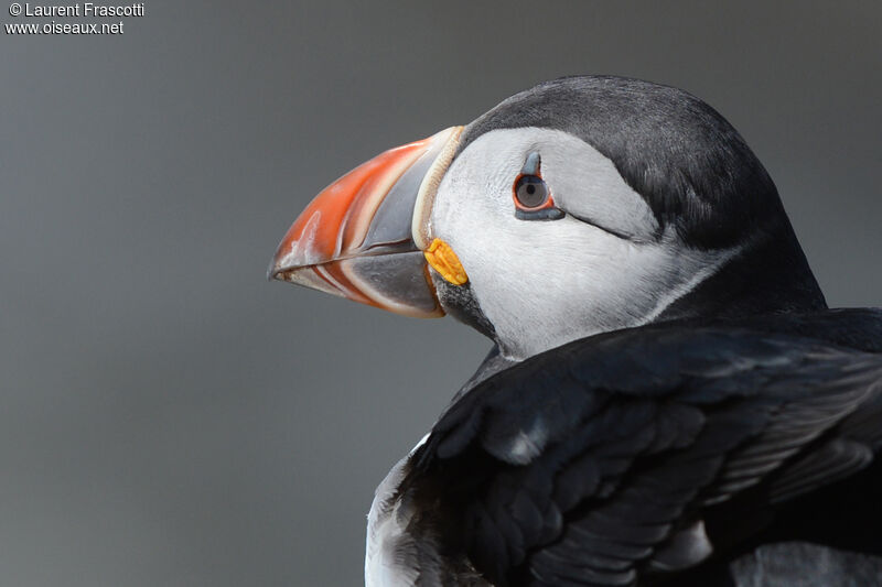 Atlantic Puffin