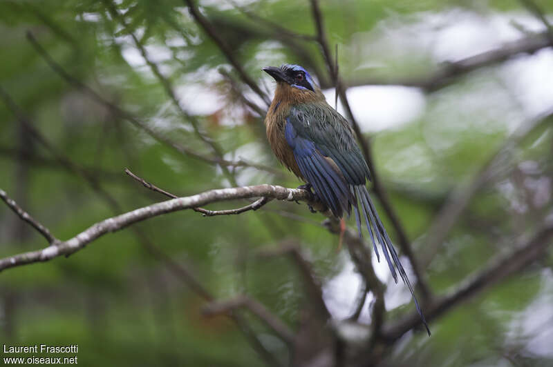 Motmot de Trinidad, identification