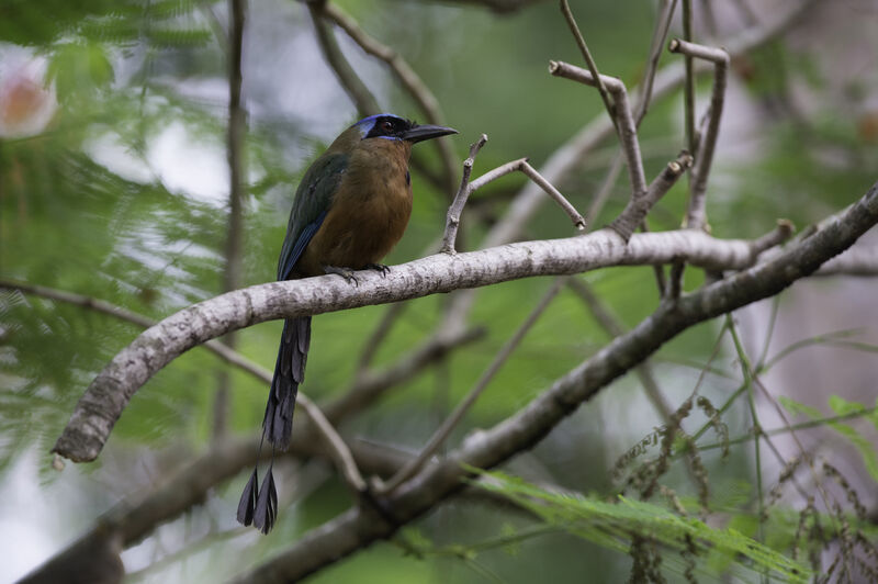 Trinidad Motmot