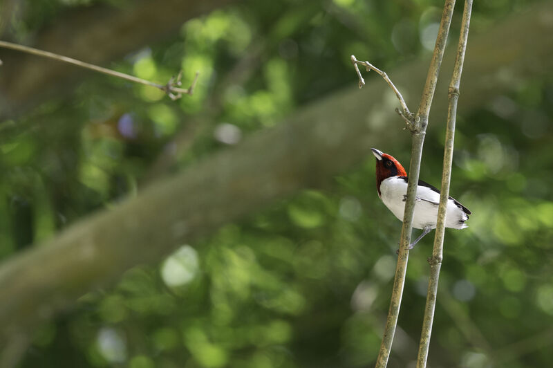 Masked Cardinal