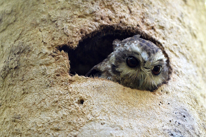 Bare-legged Owl