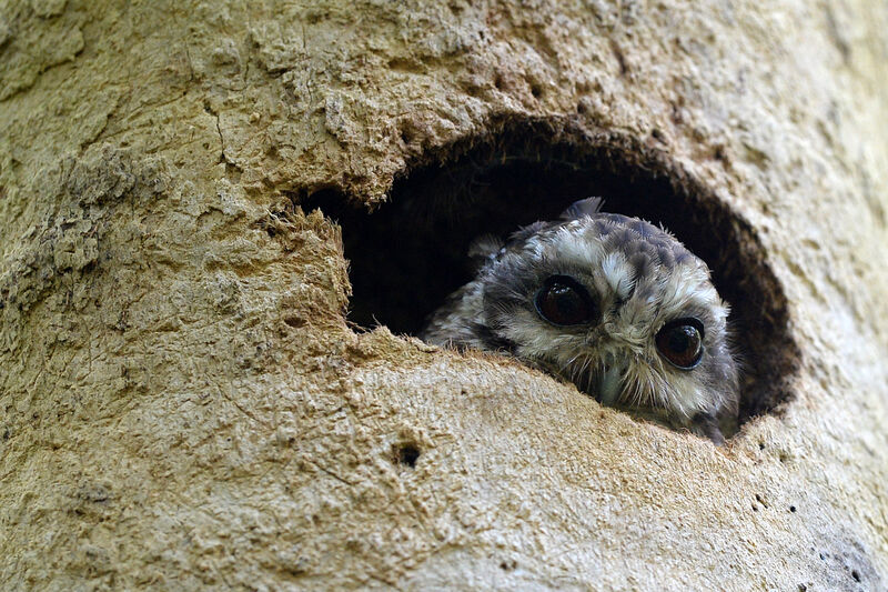 Bare-legged Owl