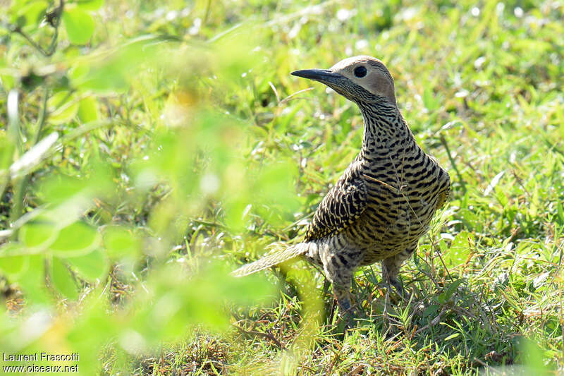 Pic de Fernandina femelle adulte