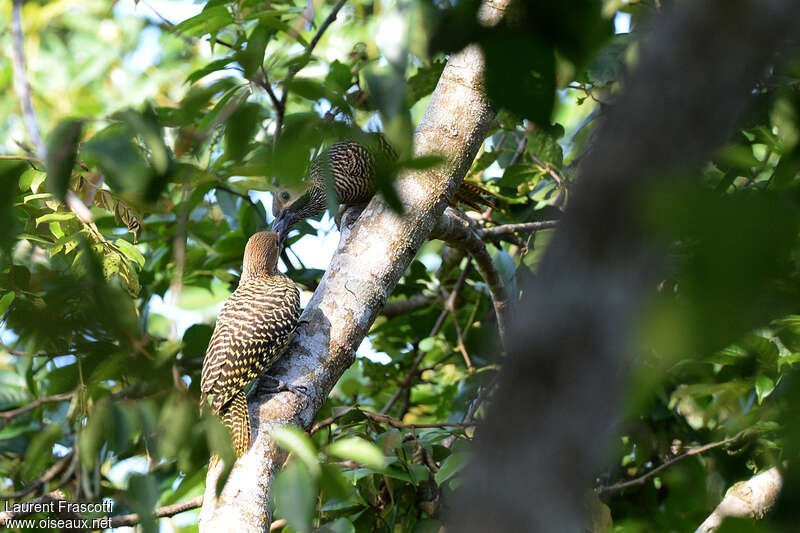 Fernandina's Flicker, Reproduction-nesting