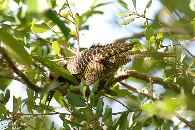 Fernandina's Flicker male adult, feeding habits