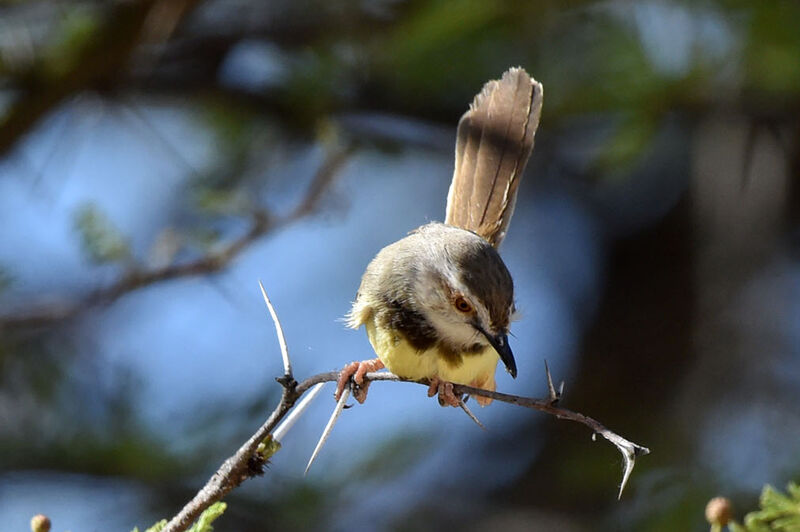 Prinia à plastron