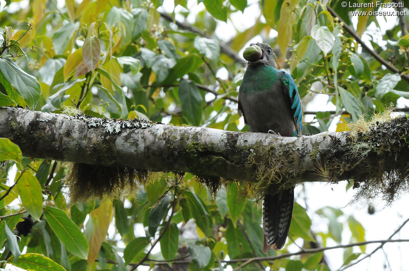 Resplendent Quetzal female