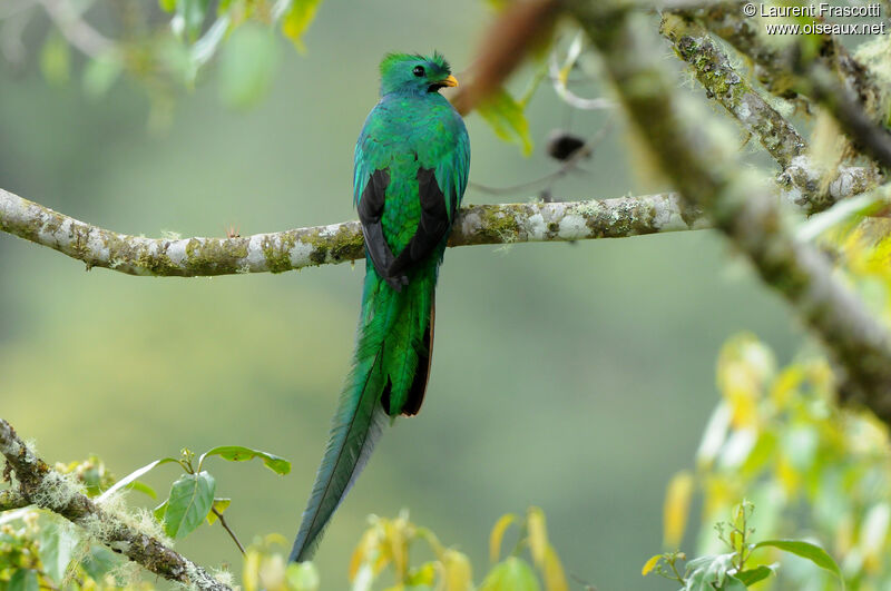 Quetzal resplendissant mâle