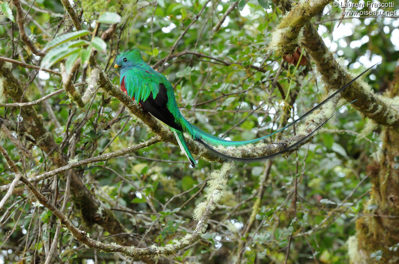 Quetzal resplendissant mâle