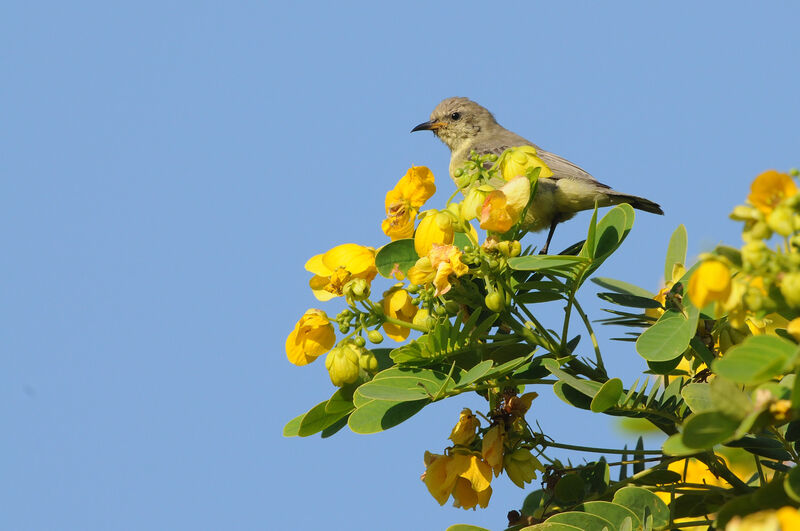 Nile Valley Sunbird