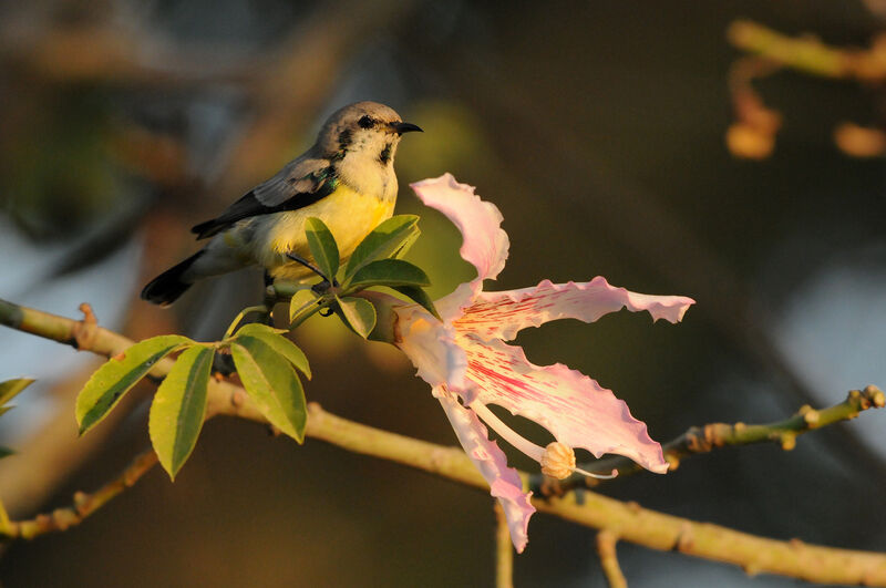 Nile Valley Sunbird