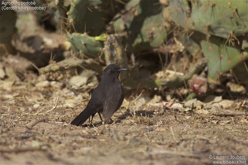 Black Scrub Robin