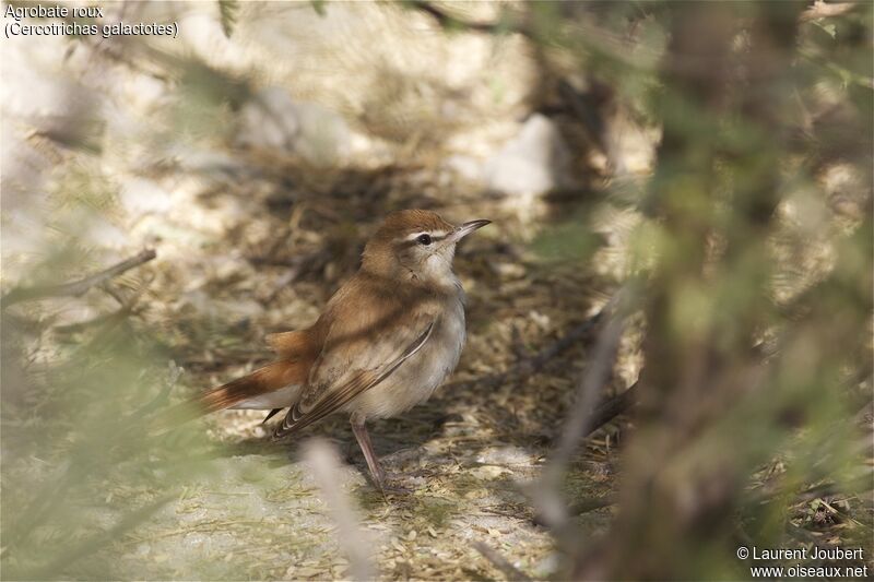 Rufous-tailed Scrub Robin