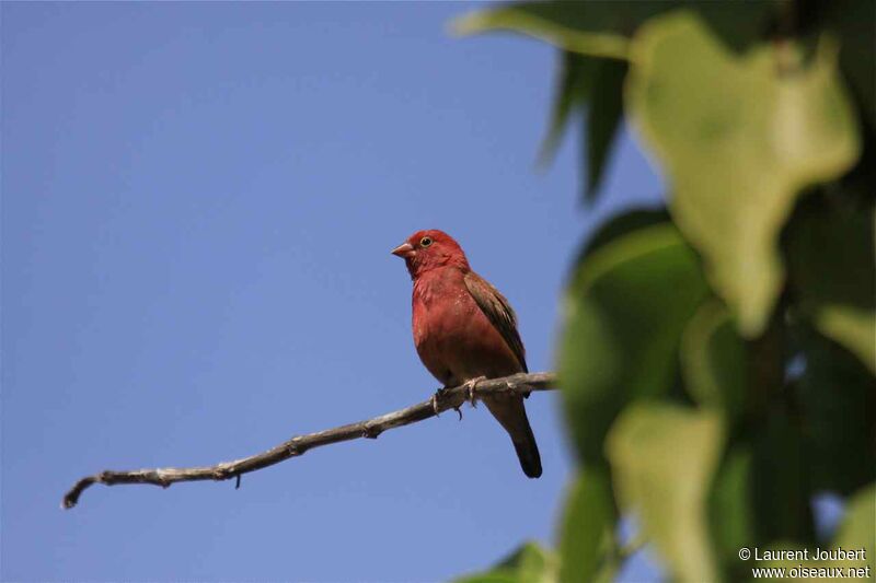 Red-billed Firefinch