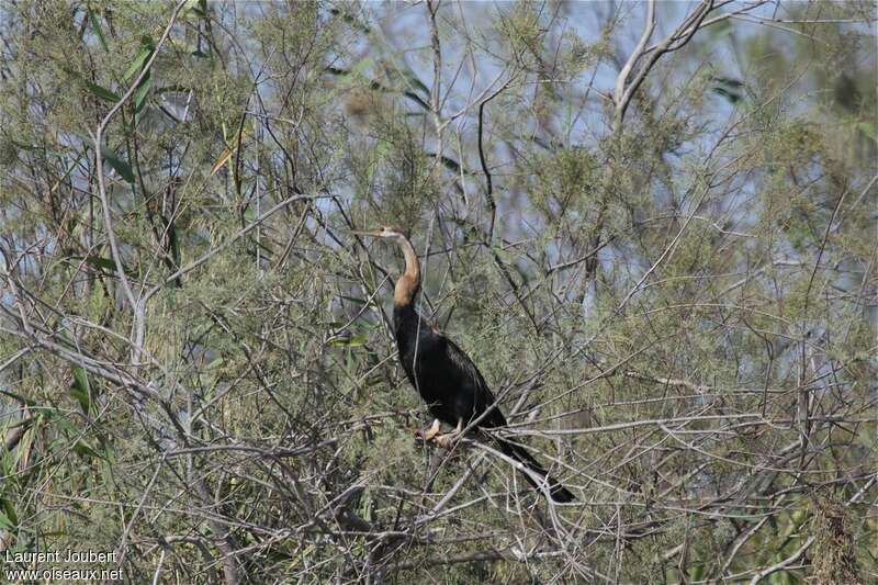 Anhinga d'Afriqueadulte, habitat, pigmentation