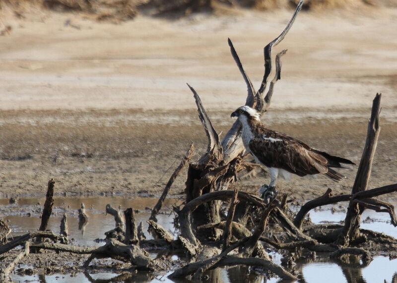 Osprey