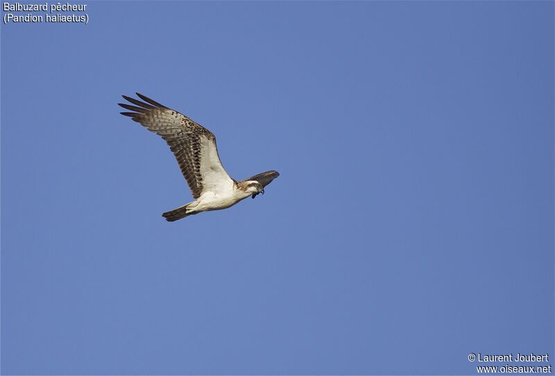 Osprey