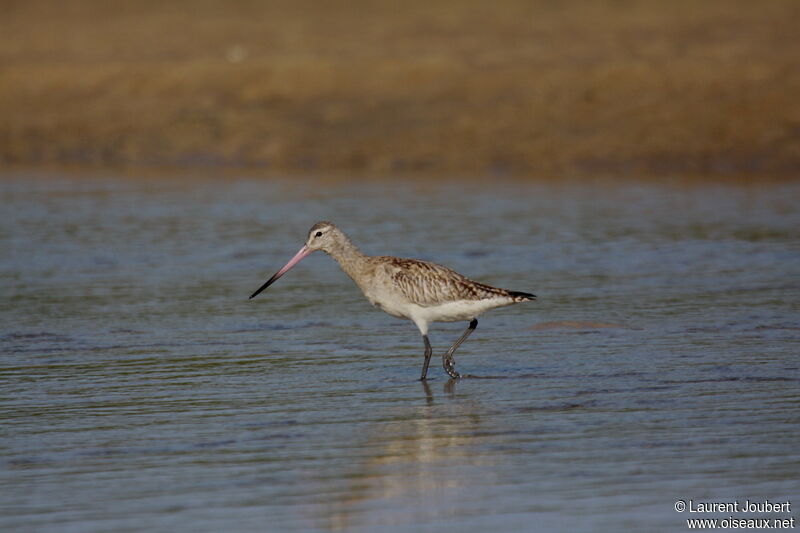 Bar-tailed Godwit