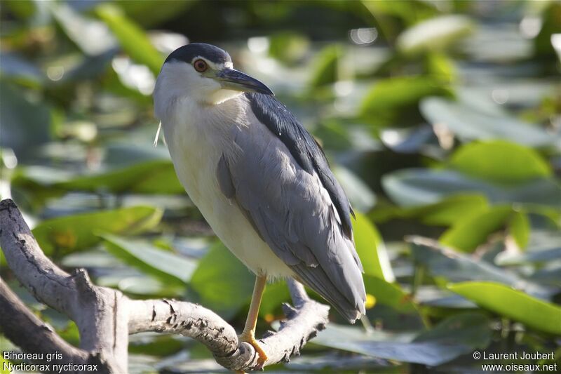 Black-crowned Night Heronadult