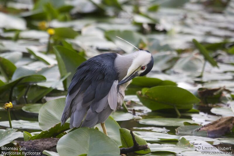 Black-crowned Night Heron