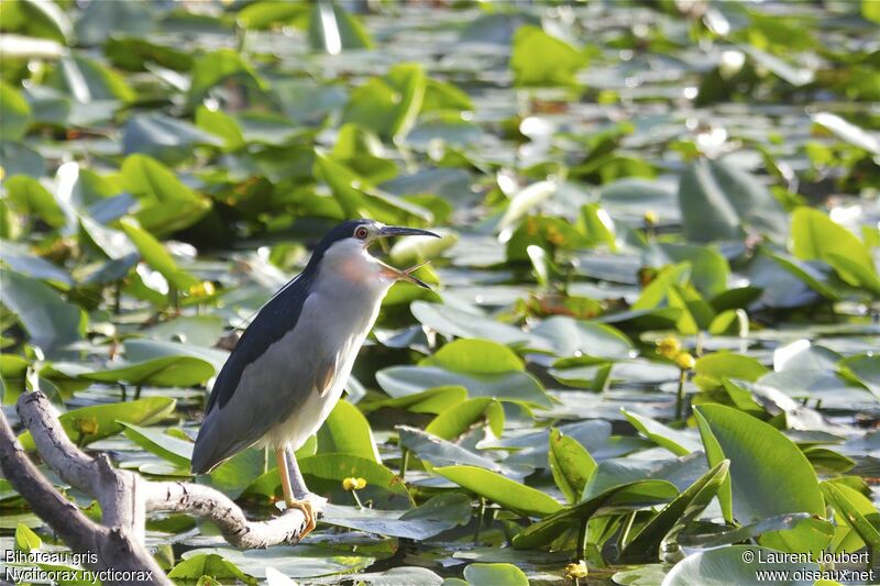 Black-crowned Night Heronadult