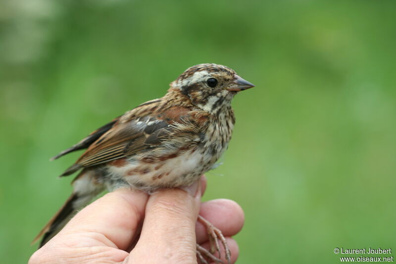 Rustic Bunting