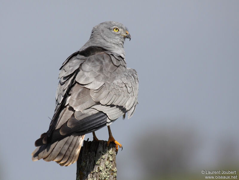 Montagu's Harrier male adult breeding