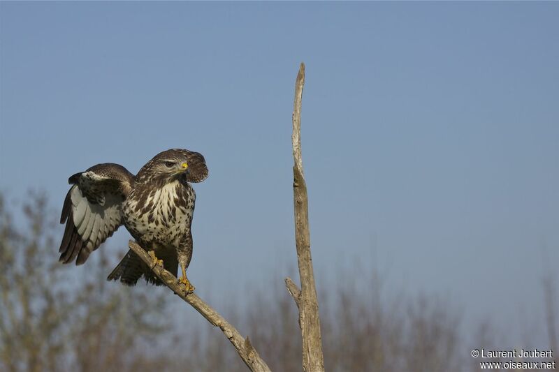 Common Buzzard female adult