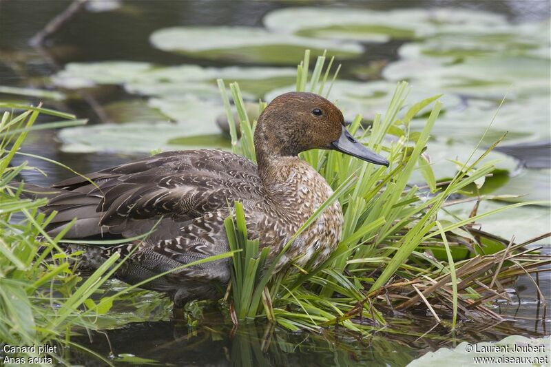 Canard pilet mâle