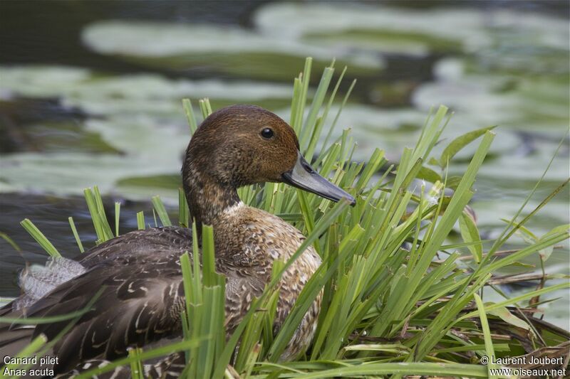 Canard pilet mâle