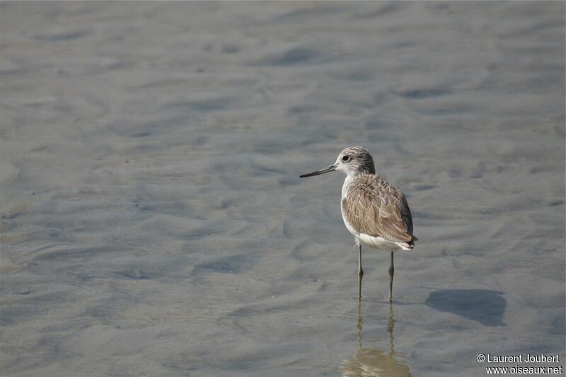 Common Greenshank