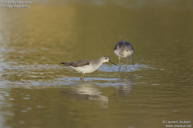 Marsh Sandpiper