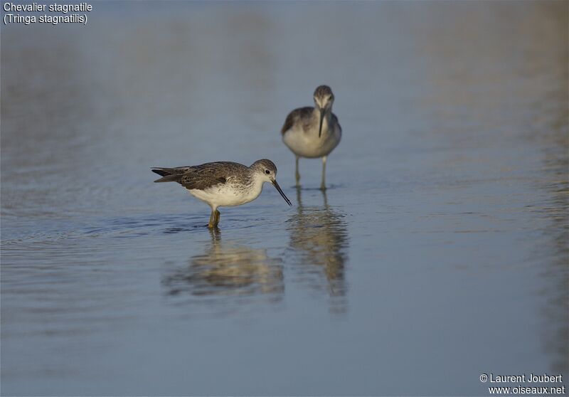 Marsh Sandpiper